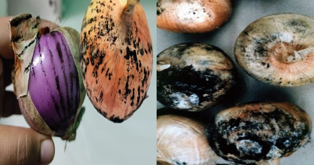 Onion 1