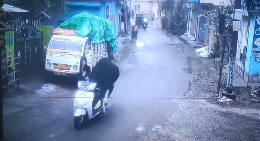 Bull riding a scooter
