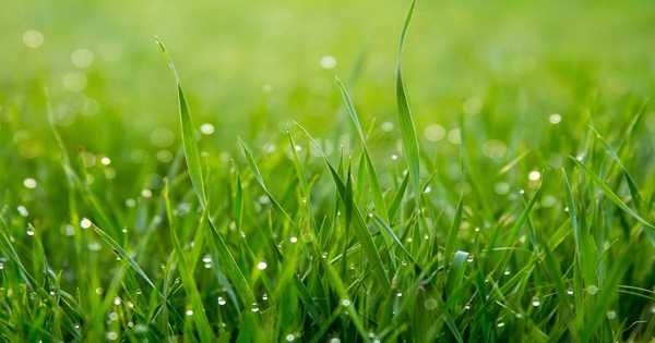 Grass 1