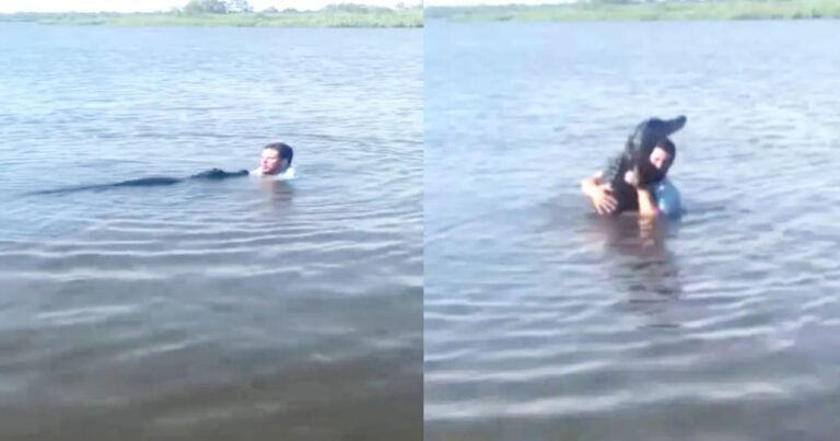 Crocodile