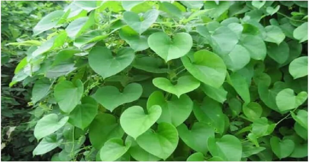 amrutaballi 1 1