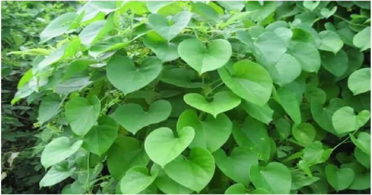 Health : ಸುಲಭವಾಗಿ ಸಿಗುವ ಈ ಬಳ್ಳಿಯಿಂದ ಎಷ್ಟೊಂದು ಪ್ರಯೋಜನಗಳಿವೆ ಗೊತ್ತಾ.?