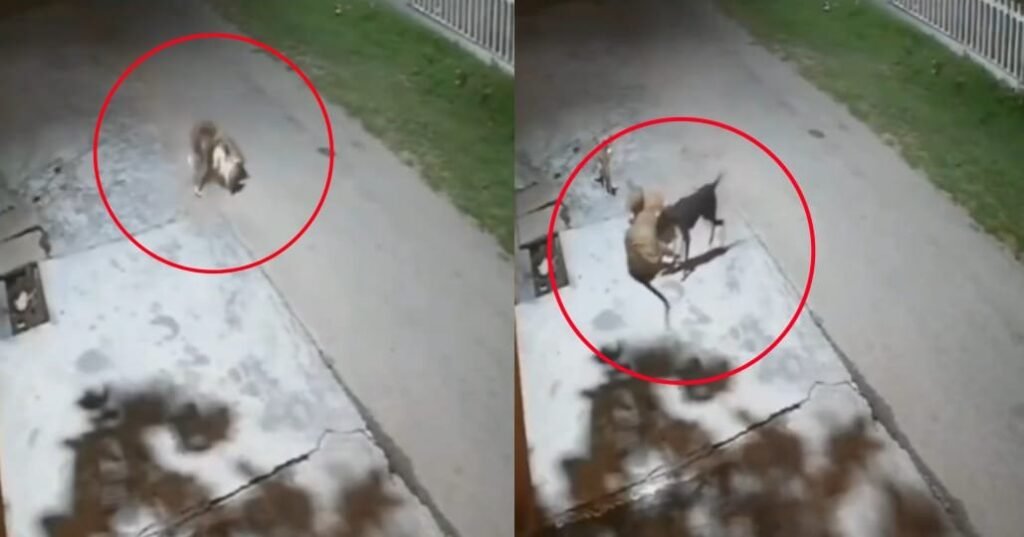 dogs saved friends life 1