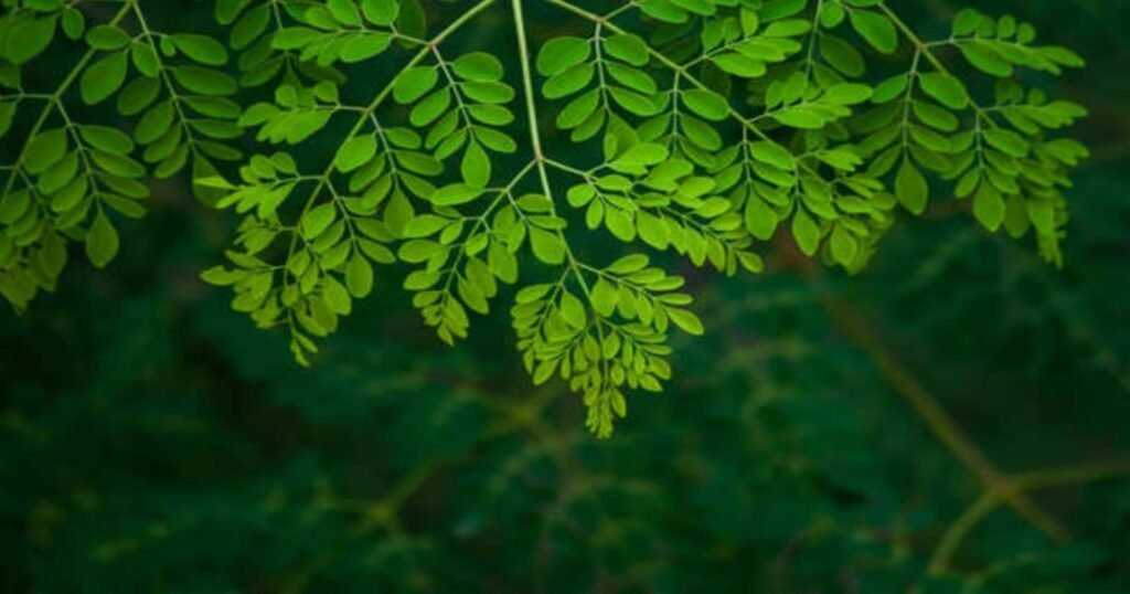 moringa leaves 1