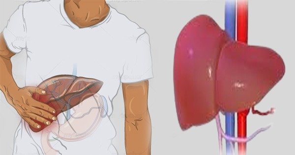 Liver