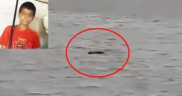 Crocodile