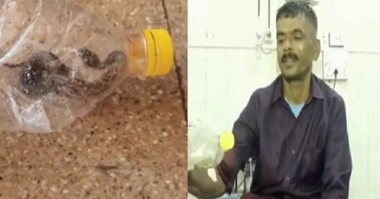 Snake