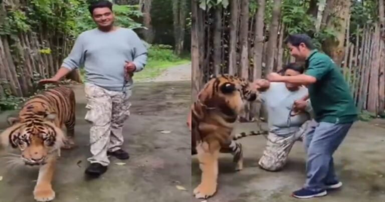 Tiger
