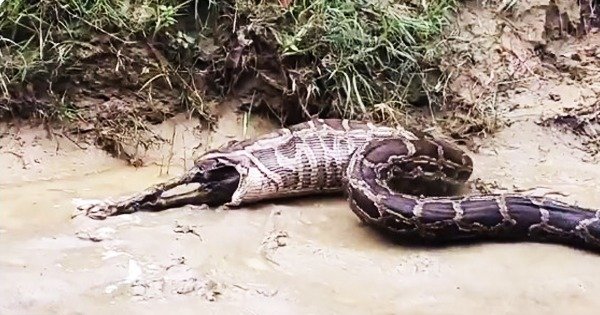 Python