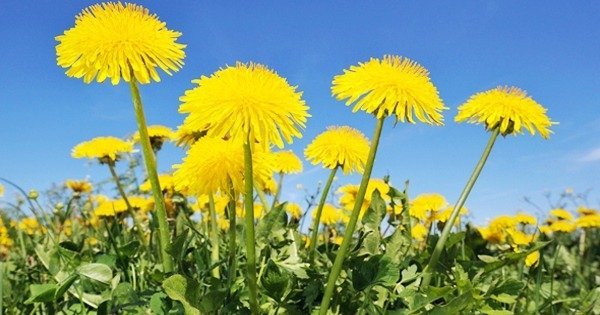 Dandelion