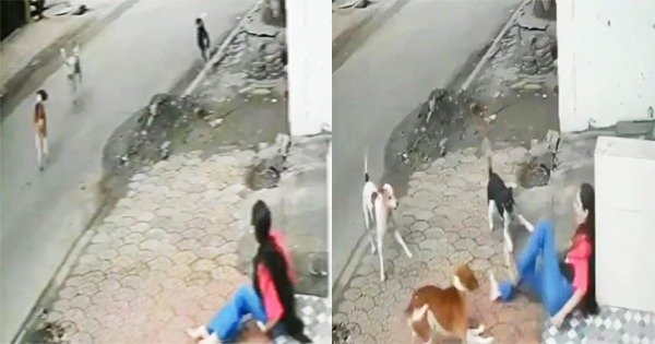 Stray dogs