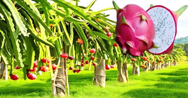 Dragon fruit