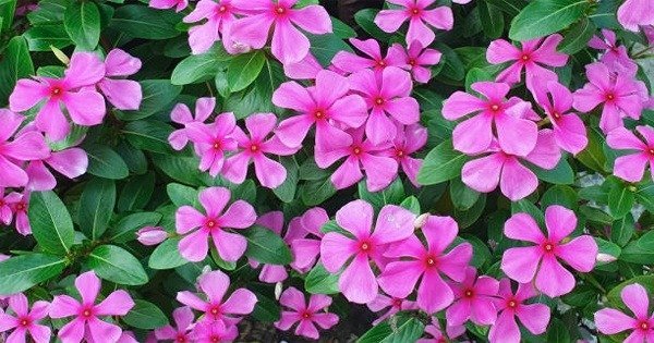 Madagascar periwinkle