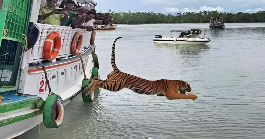 Tiger