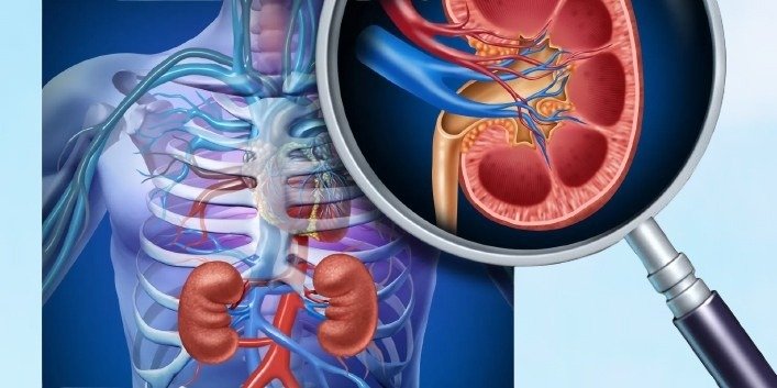 Kidney