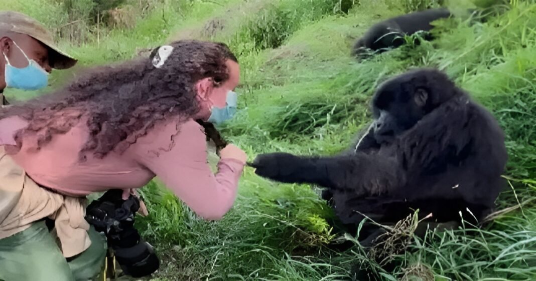‌Gorilla