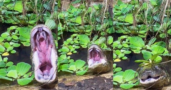 Snake yawning
