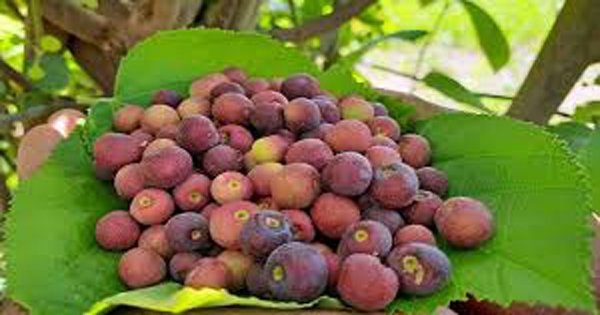 Falsa : ಮಧುಮೇಹ ನಿಯಂತ್ರಣಕ್ಕೆ ಈ ಹಣ್ಣಿನಲ್ಲಿದೆ ಅದ್ಭುತ ಪ್ರಯೋಜನಗಳು.!