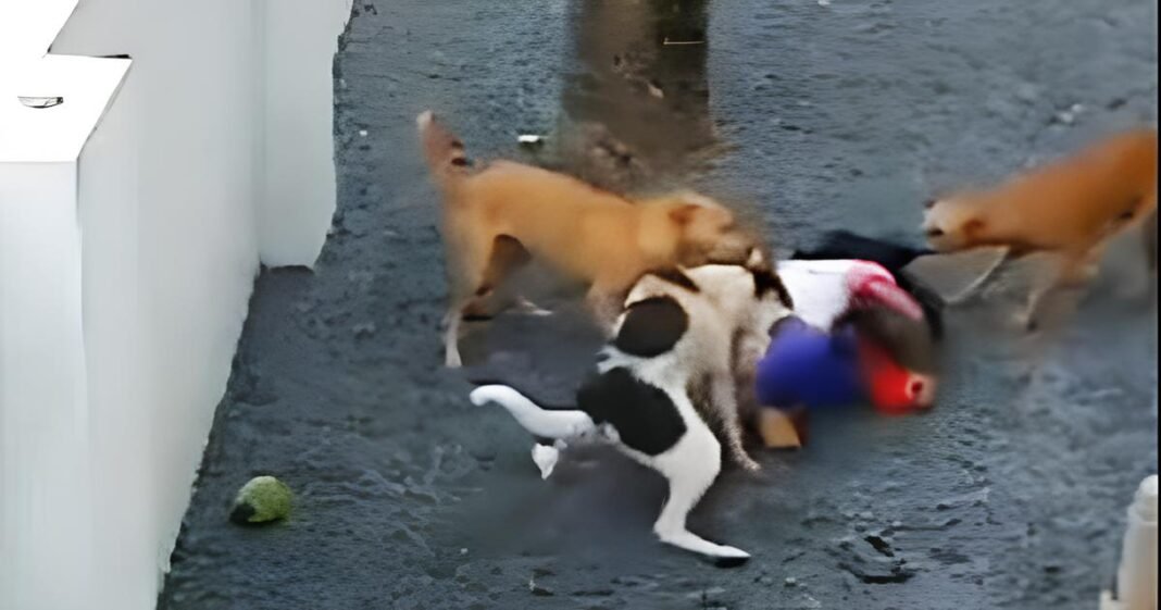 Dogs