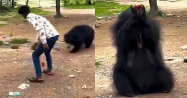 Bear
