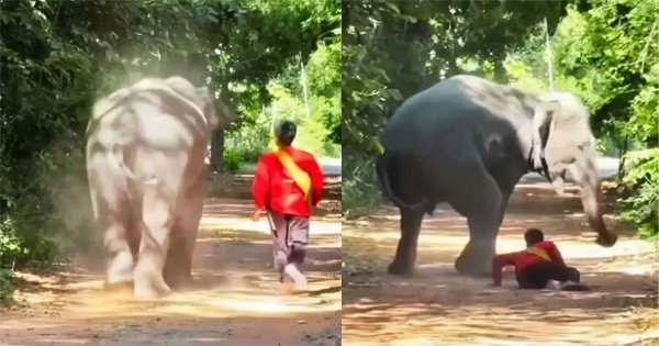 Elephant