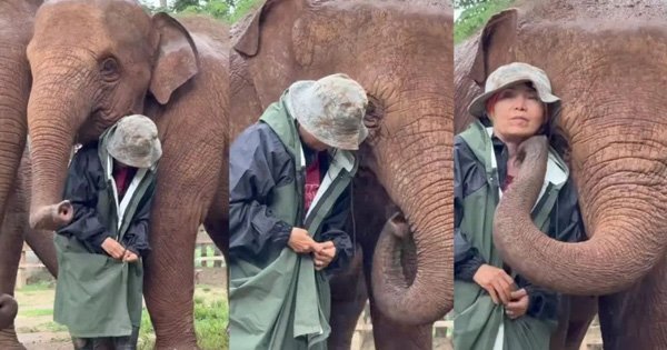 elephant