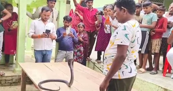 Snake