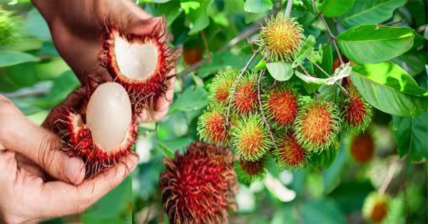 fruit