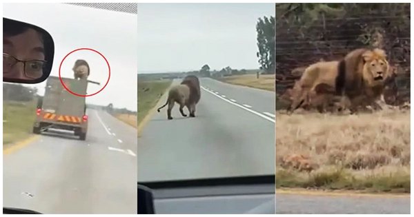 “ಚಲಿಸುತ್ತಿದ್ದ ವಾಹನದ ಮೇಲಿಂದ ರಸ್ತೆಗೆ ಜಿಗಿದ Lion ; ವಿಡಿಯೋ ವೈರಲ್.!”