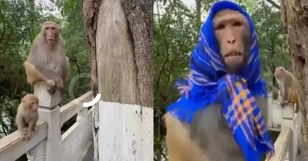 monkey-lost-in-thought-funny-reaction Monkey