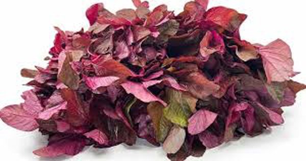 red amaranth