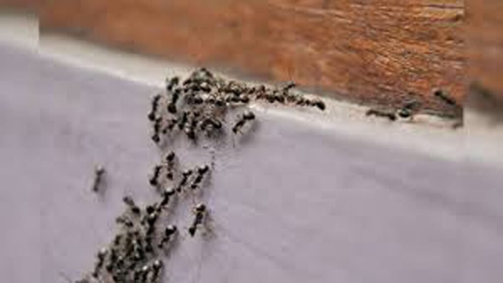 Ants