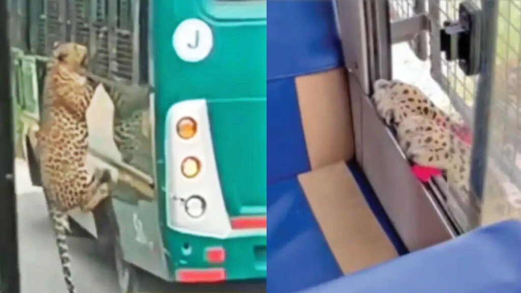 leopard-attack-on-woman-during-safari-viral