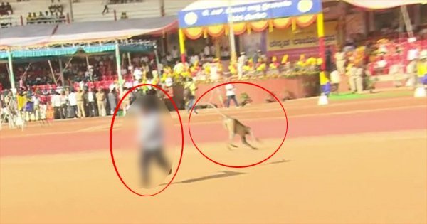 monkey flirting kannada rajyotsava 1