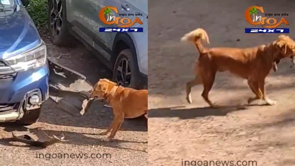 parking car dog shows strength viral video watch 1