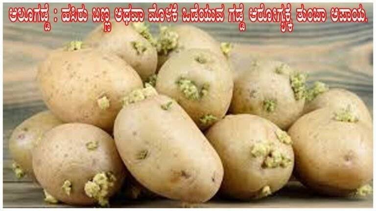 potato-sprouted-green-stem-danger