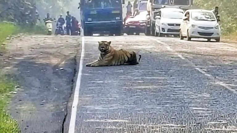 tiger rests on highway