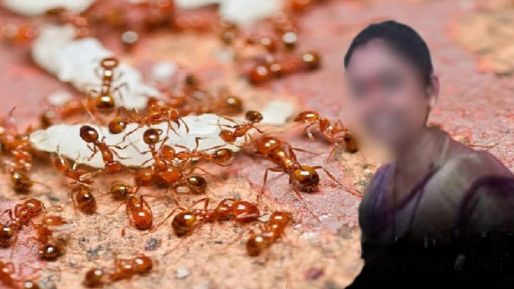 Ants