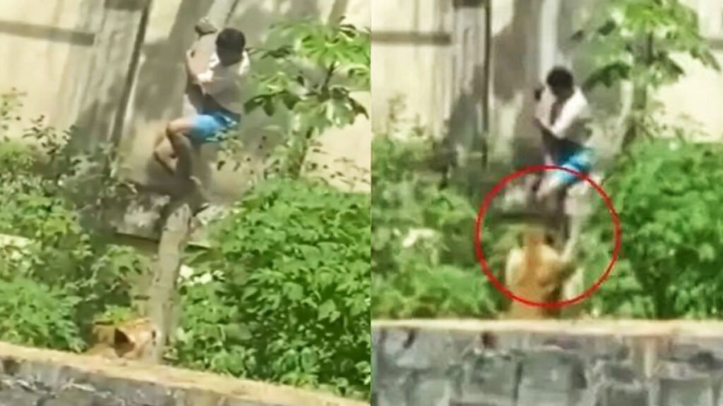 19 year man enters zoo lion attack video-viral