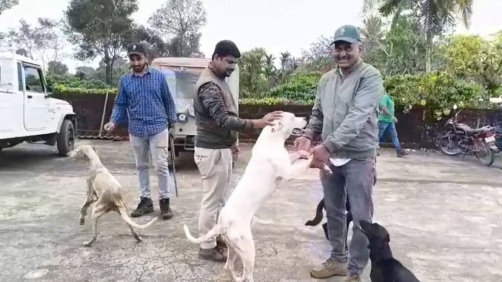 missing girl found by smart dog