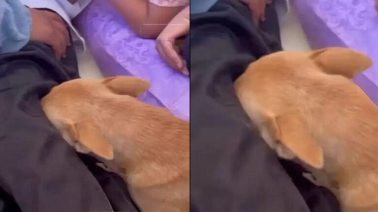 owner death dog cries