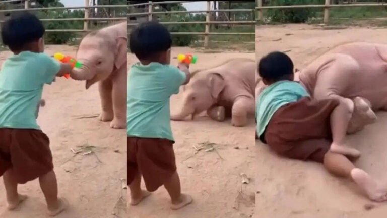 ಆಟಿಕೆ ಗನ್‌ನಿಂದ ಶೂಟ್ ಮಾಡಿದ ಪುಟಾಣಿ; ದಪ್ಪೆಂದು ಬಿದ್ದ ಮರಿಯಾನೆ, ವಿಡಿಯೋ ವೈರಲ್