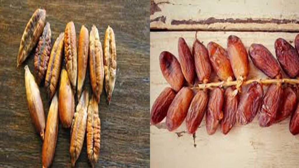 ಮಧುಮೇಹ ನಿಯಂತ್ರಣಕ್ಕೆ ಖರ್ಜೂರದ ಬೀಜಗಳು