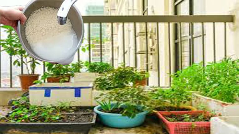 ಅಕ್ಕಿ ತೊಳೆದ ನೀರು ಎಸೆಯುತ್ತೀರಾ? ಹೀಗೆ ಬಳಸಿದರೆ ಗಿಡಗಳಲ್ಲಿ ಹಸಿರು ಚಮತ್ಕಾರ!