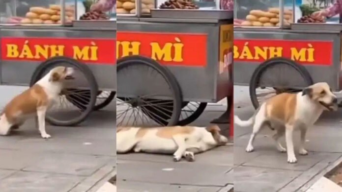 ಆಹಾರಕ್ಕಾಗಿ ಎರಡು ಕಾಲು ಇಲ್ಲದಂತೆ ನಟಿಸಿದ ನಾಯಿ