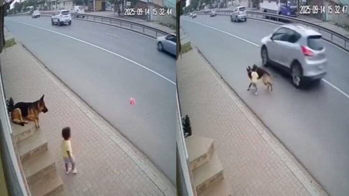 ಹೀರೋ ನಾಯಿಯ ಸಾಹಸ