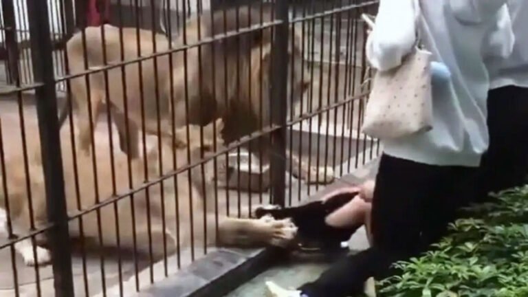 ಮೃಗಾಲಯದಲ್ಲಿ 10 ವರ್ಷದ ಬಾಲಕಿ ಮೇಲೆ ಸಿಂಹಿಣಿ ದಾಳಿ ; ವಿಡಿಯೋ ವೈರಲ್.!