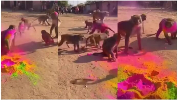 ಹೋಳಿ ಸಂಭ್ರಮದಲ್ಲಿ ಕೋತಿಗಳ ಓಕುಳಿಯಾಟ