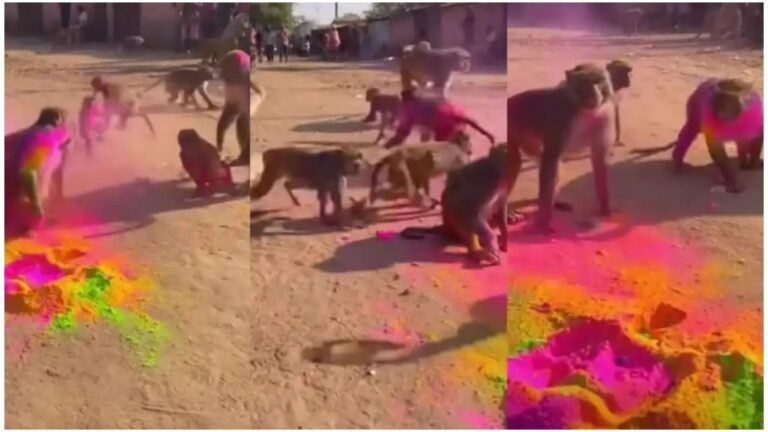 ಹೋಳಿ ಸಂಭ್ರಮದಲ್ಲಿ ಕೋತಿಗಳ ಓಕುಳಿಯಾಟ: ಬಣ್ಣಗಳಲ್ಲಿ ಮಿಂದೆದ್ದ ದೃಶ್ಯ ವೈರಲ್.