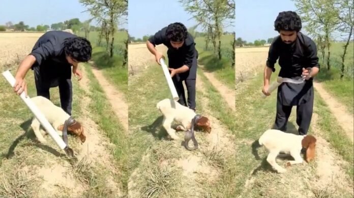 ಕುರಿಯ ಕುತ್ತಿಗೆಗೆ ನಾಗರಹಾವು ಸುತ್ತಿಕೊಂಡರೂ ಮೇಯುತ್ತಿದ್ದ ದೃಶ್ಯ